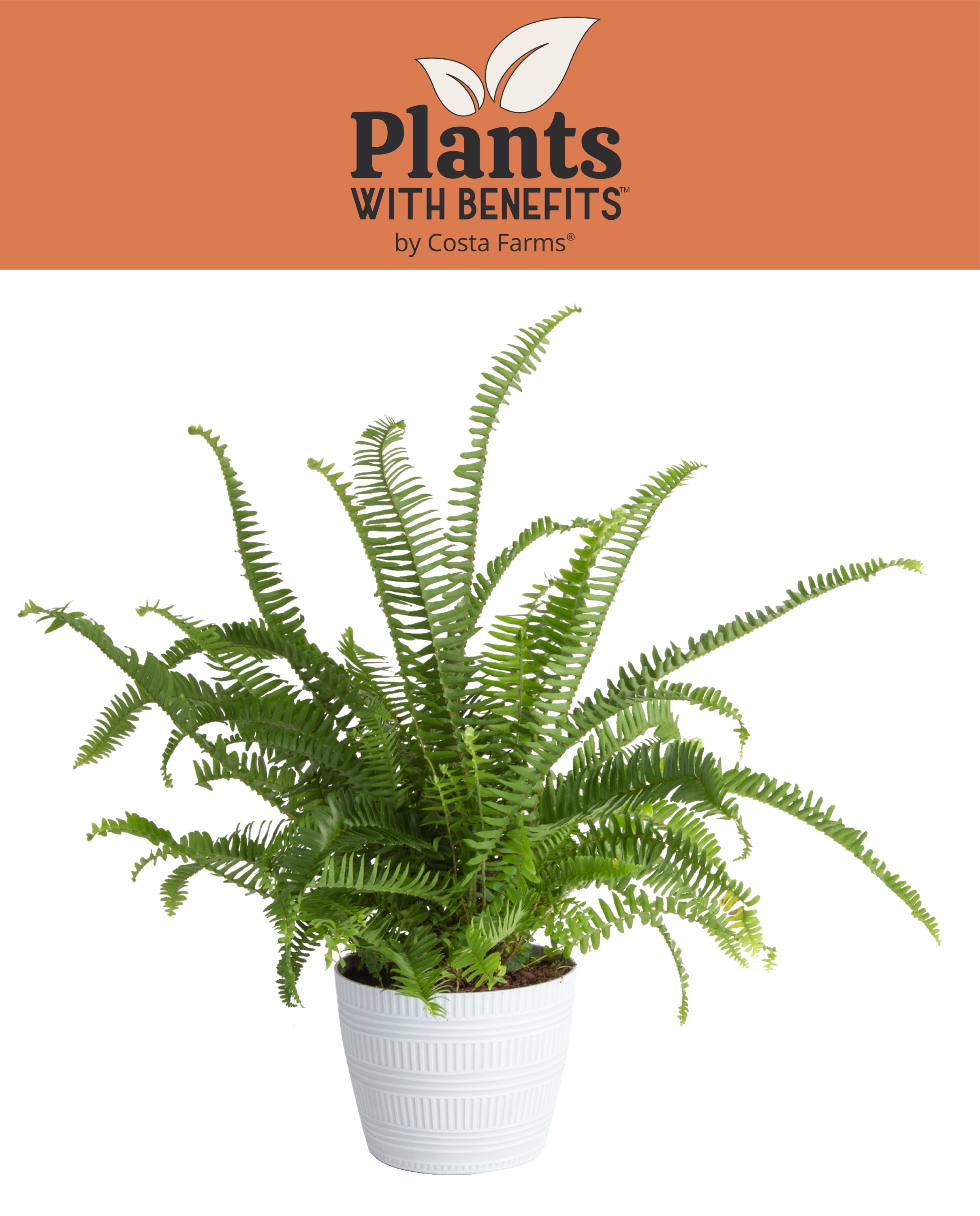 14in. Costa Farms Green Fern in 6in. Pot