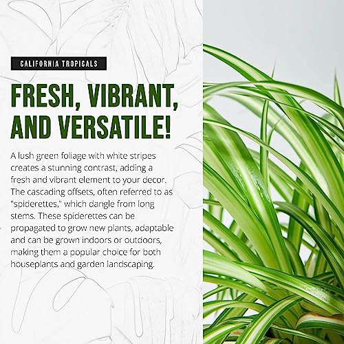 Variegated Spider Plant - Live Tropical Houseplant