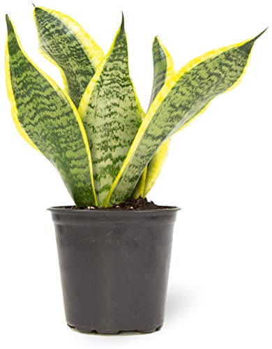 Sansevieria Trifasciata Superba Potted Houseplant