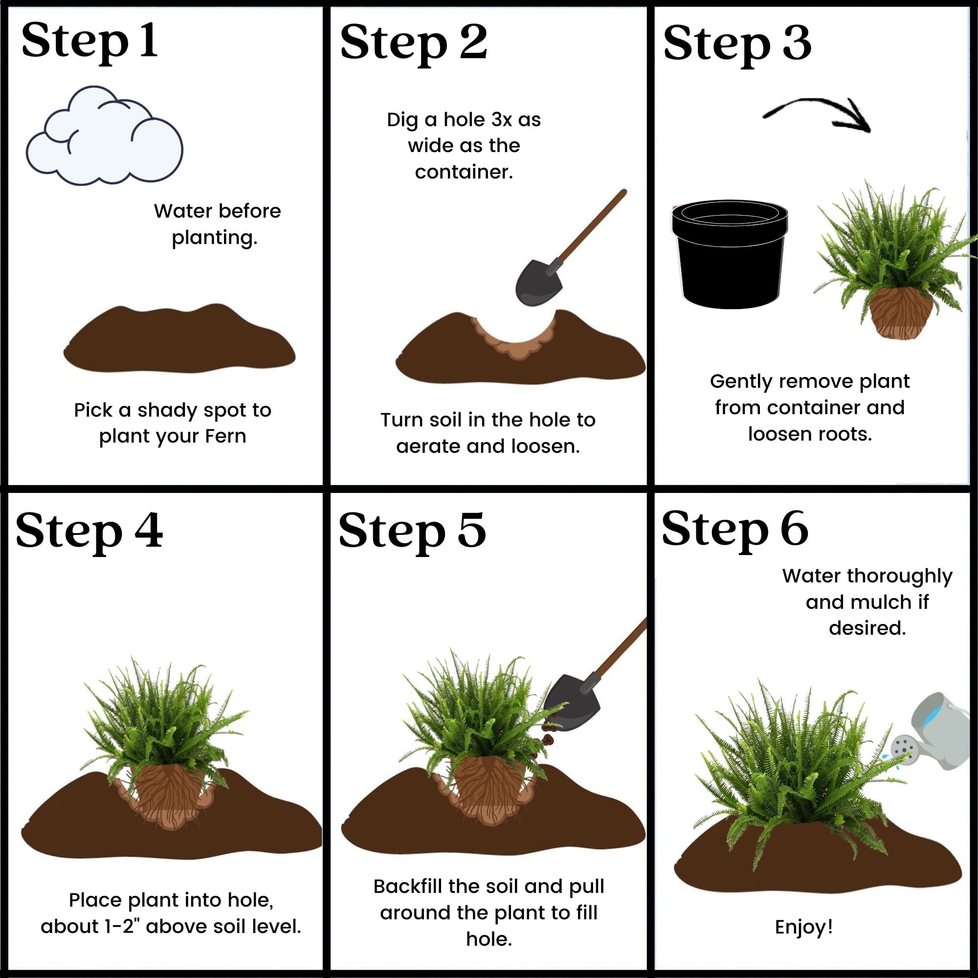 10 in Kimberly Queen Fern Live Plant