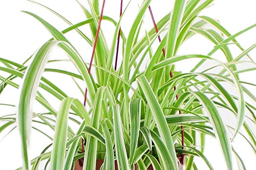 Variegated Spider Plant | Hanging Houseplant