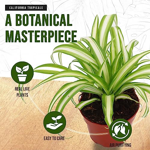 Variegated Spider Plant - Live Tropical Houseplant