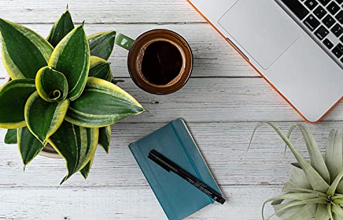 Sansevieria Trifasciata Superba Potted Houseplant