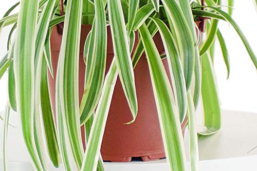 Variegated Spider Plant | Hanging Houseplant