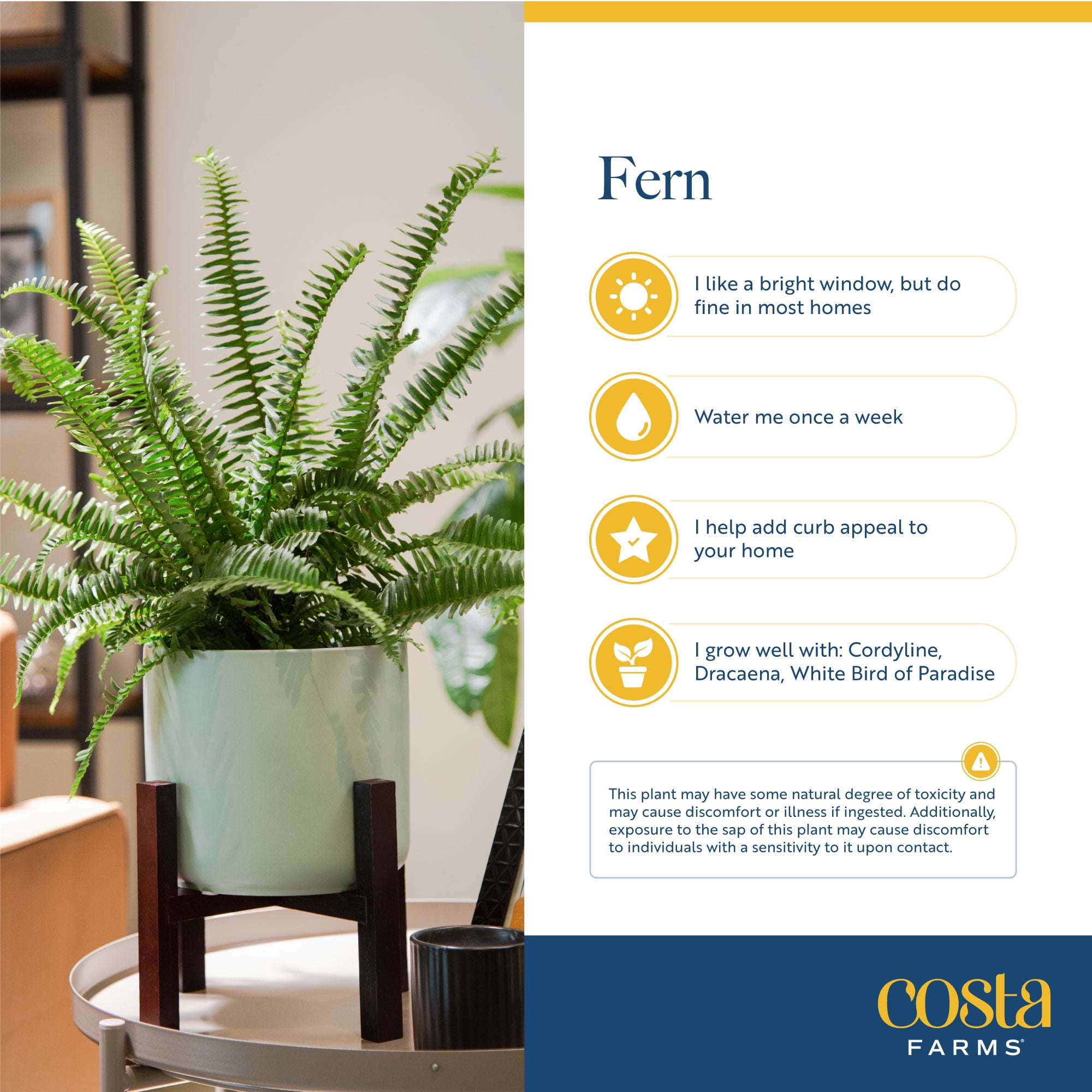 14in. Costa Farms Green Fern in 6in. Pot