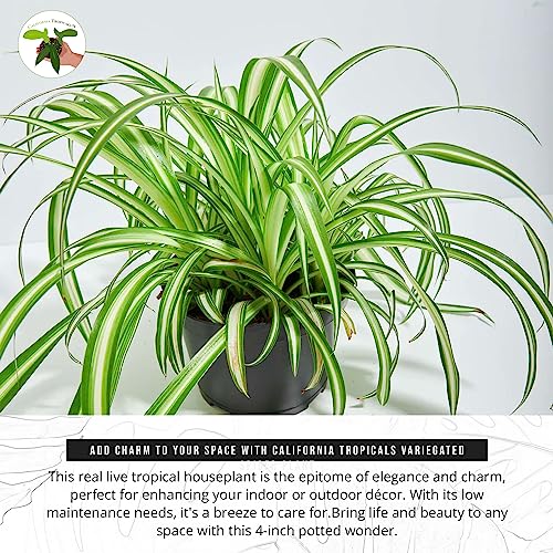 Variegated Spider Plant - Live Tropical Houseplant