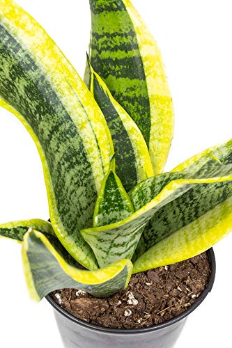 Sansevieria Trifasciata Superba Potted Houseplant