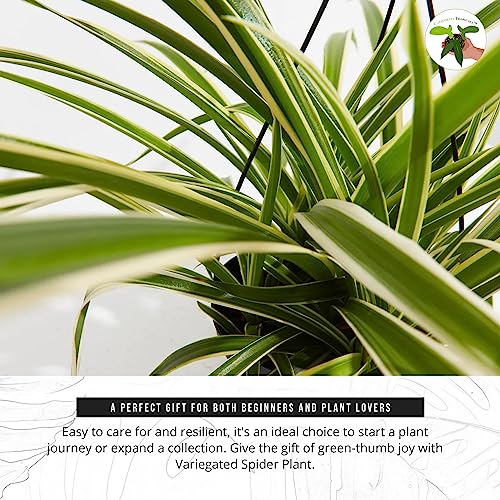 Variegated Spider Plant - Live Tropical Houseplant