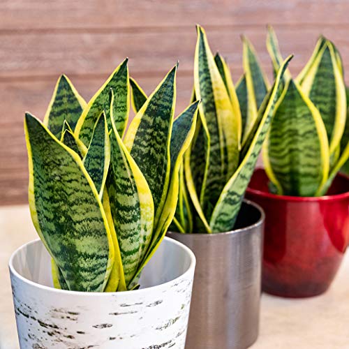 Sansevieria Trifasciata Superba Potted Houseplant