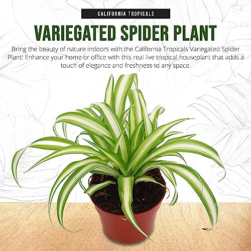 Variegated Spider Plant - Live Tropical Houseplant