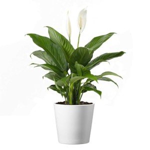 Live Fragrant Peace Lily in 6" Pot