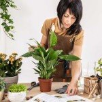 Live Fragrant Peace Lily in 6" Pot