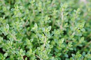 Thyme Plant, (Thymus vulgaris) 2.5 inch pot