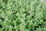 Thyme Plant, (Thymus vulgaris) 2.5 inch pot