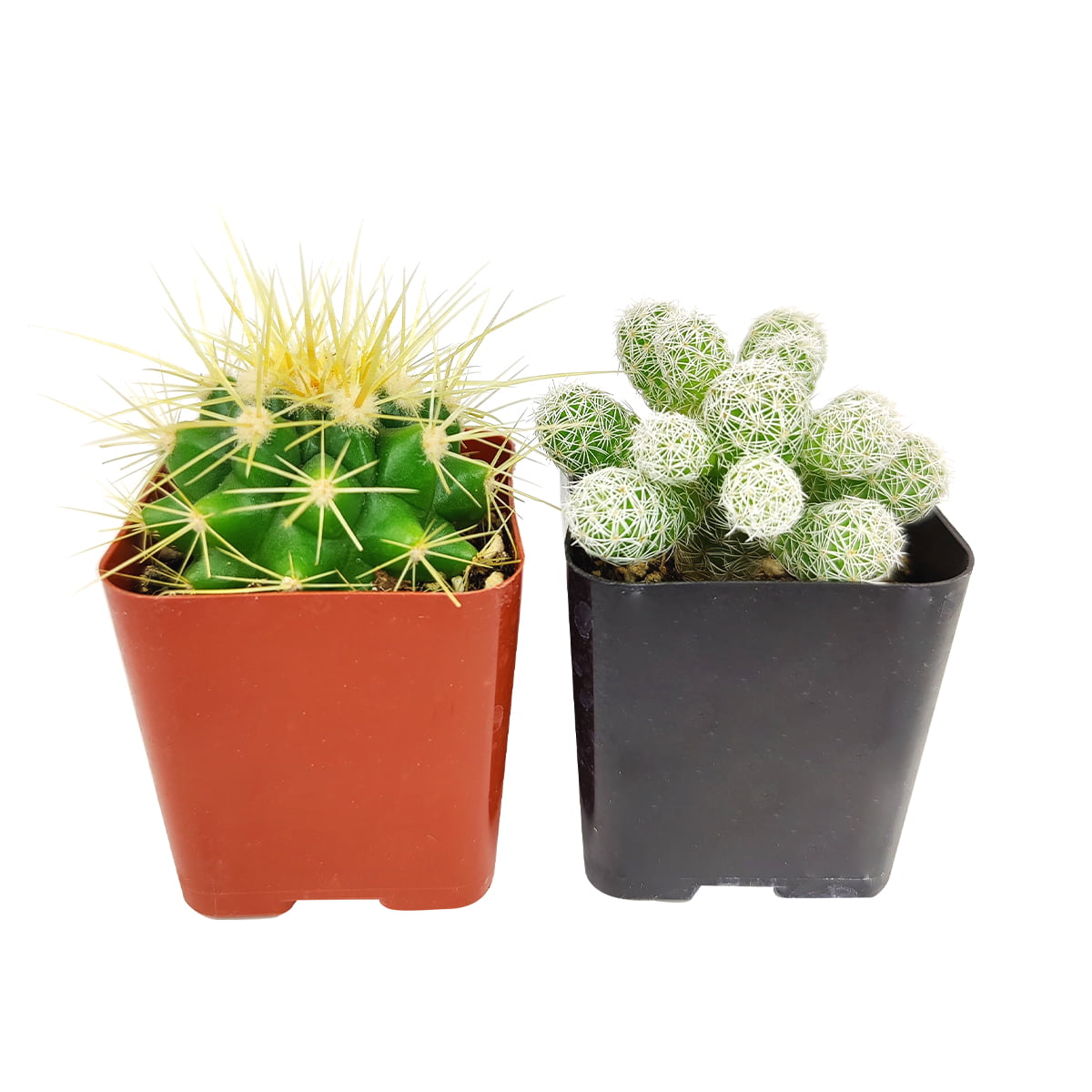 Cactus Gift Assortment - 2 Plants
