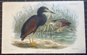 Vintage Hanhart 1871 Heron Monopusher Chronograph Watch