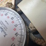 Hanhart Premier Monopusher Stopwatch with Box & Papers