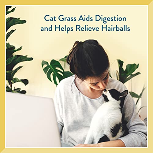 Salmon Cat Treats 3 oz