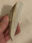 Shohonyama Japanese Natural Whetstone Palm Size 77g