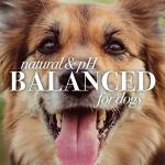 Burt's Bees Dog Oatmeal Conditioner - Natural & Hypoallergenic