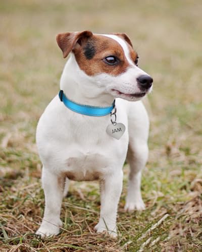 Reflective Adjustable Dog Collar - Sky Blue, 3/8