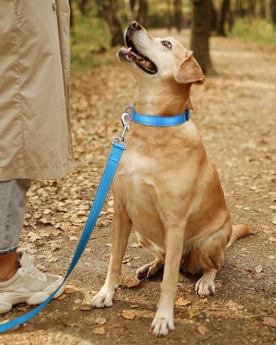 Reflective Adjustable Dog Collar - Sky Blue, 3/8