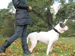 Taglory Padded Handle Rope Leash, Highly Reflective