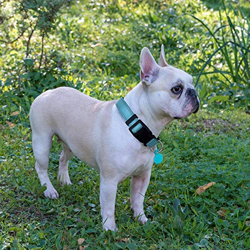 Reflective Neoprene Dog Collar - Medium, Blue