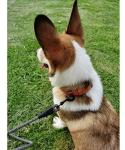 MayPaw Heavy Duty Rope Dog Leash, 10ft
