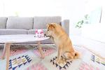 Small Outward Hound Fattiez Pig Plush Dog Toy