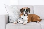 Small Outward Hound Fattiez Pig Plush Dog Toy
