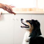 Beef & Filet Mignon Soft Dog Treats