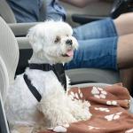 6 Pack of 24x28 Inches Paw Print Blanket