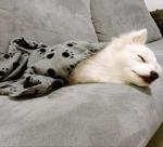 6 Pack of 24x28 Inches Paw Print Blanket