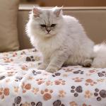 Luciphia Super Soft Fluffy Pet Blanket (Brown/Pink/White)