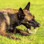 Durable Chew Toy with Real Bacon Flavor for Big Dogs