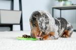 HARTZ Bacon Flavored Dental Dog Chew Toy