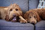 Large Dogwood Alternative Chew Toy for Dogs