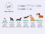 Stylish Metal Buckle Dog Collar for all Sizes