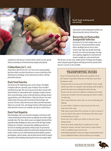 Homesteader's Guide to Raising Hobby Farm Animals