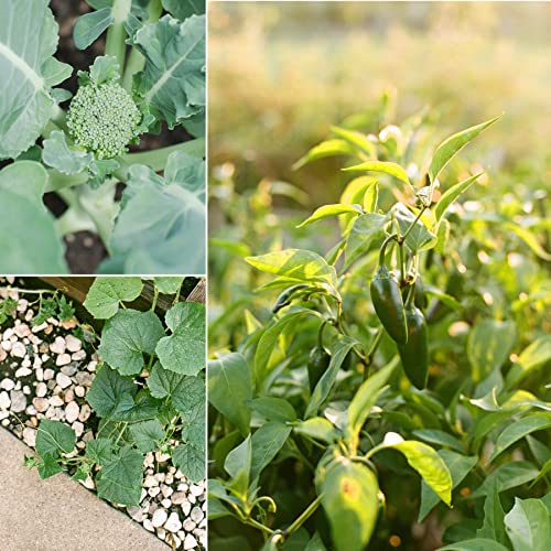 Sereniseed Organic Veggie Seeds – 10-Pack Variety