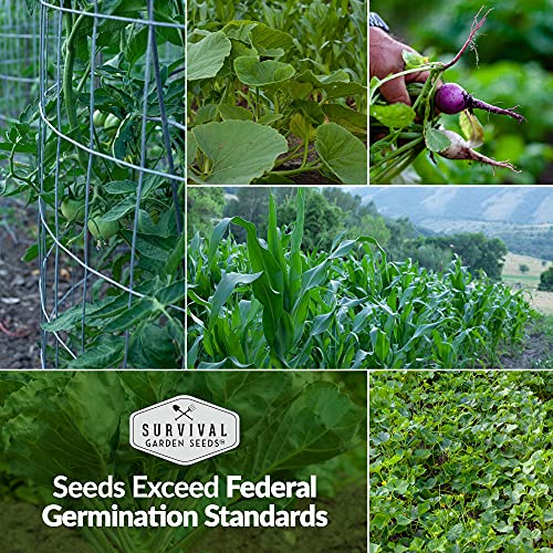 Heirloom Vegetable Seeds for Homesteading - 30 Pack