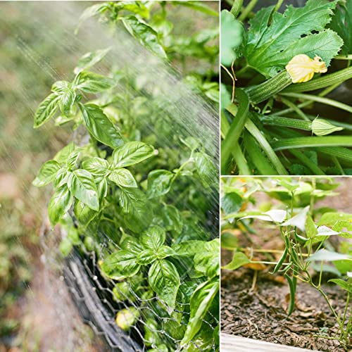 Sereniseed Organic Veggie Seeds – 10-Pack Variety