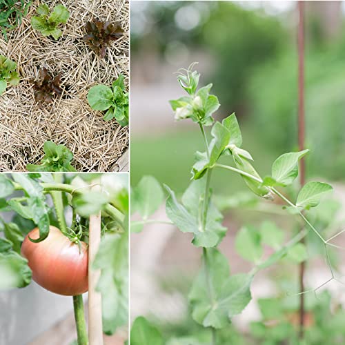 Sereniseed Organic Veggie Seeds – 10-Pack Variety