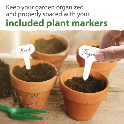 15 Heirloom Culinary Herb Seeds with High Germination