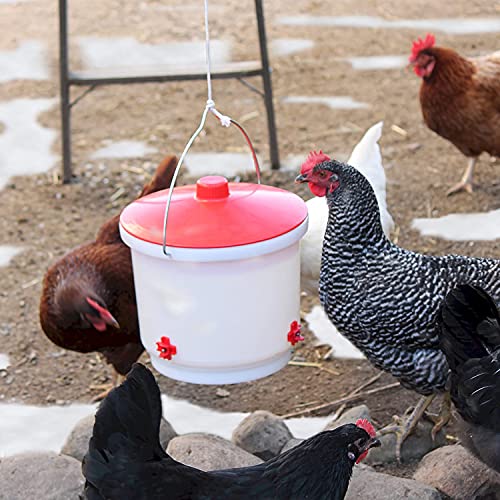 Thermostat-Controlled Heated Chicken Waterer, 2 Gallon - White/Red