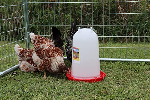 Little Giant 3 Gallon Plastic Poultry Drinker