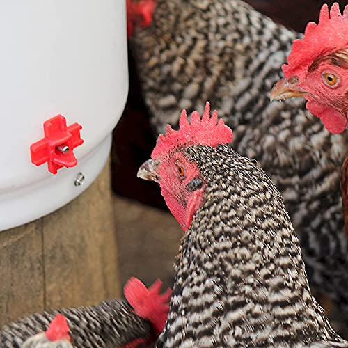 Thermostat-Controlled Heated Chicken Waterer, 2 Gallon - White/Red