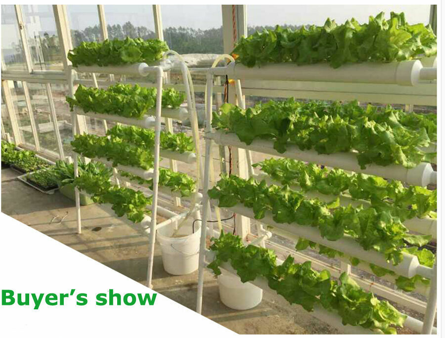 70-Site Ladder Hydroponic Grow System