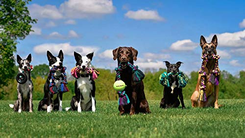 Poodle Dog Interactive Rope Tug - Premium Cotton-Poly Toy